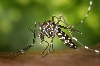 Zanzara tigre (Aedes albopictus)