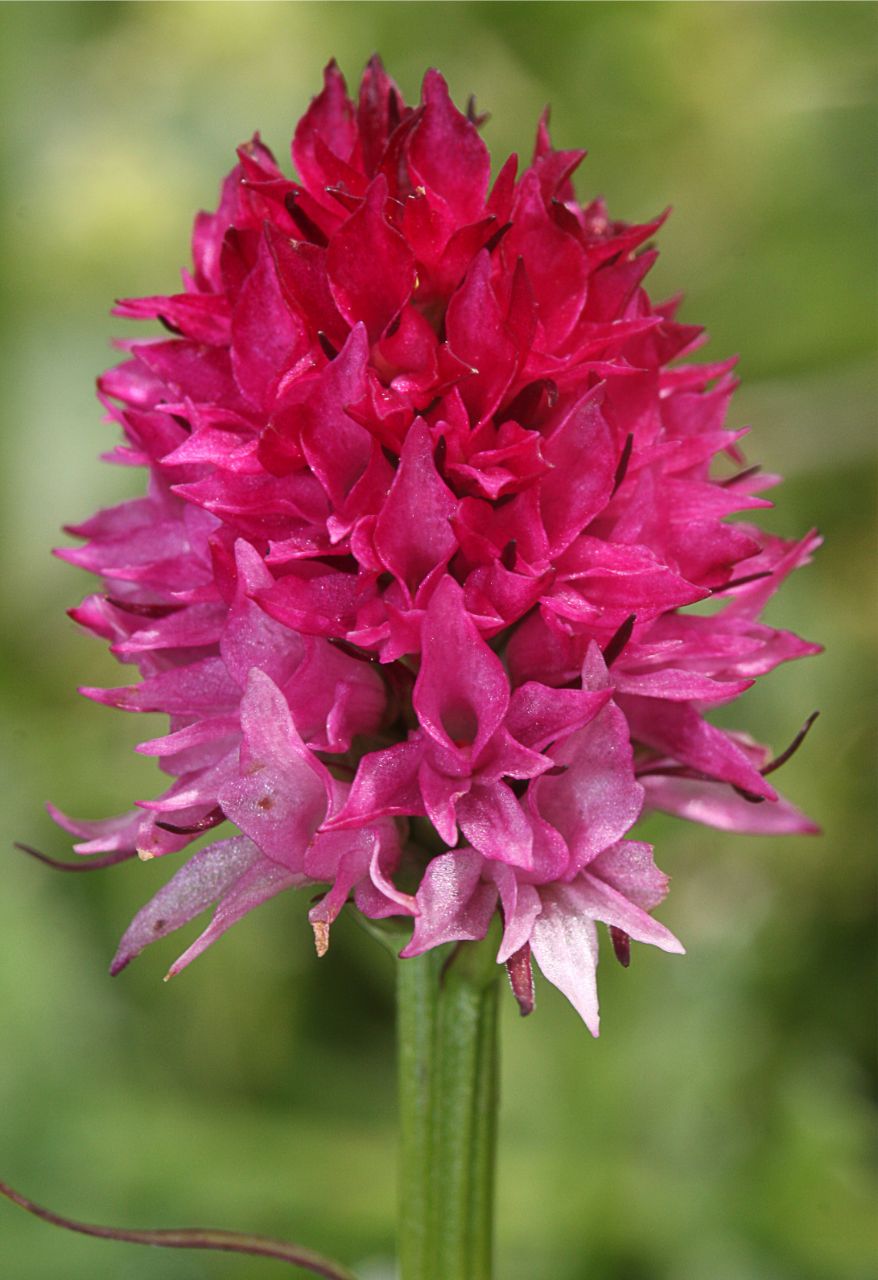 Nigritella perazzana