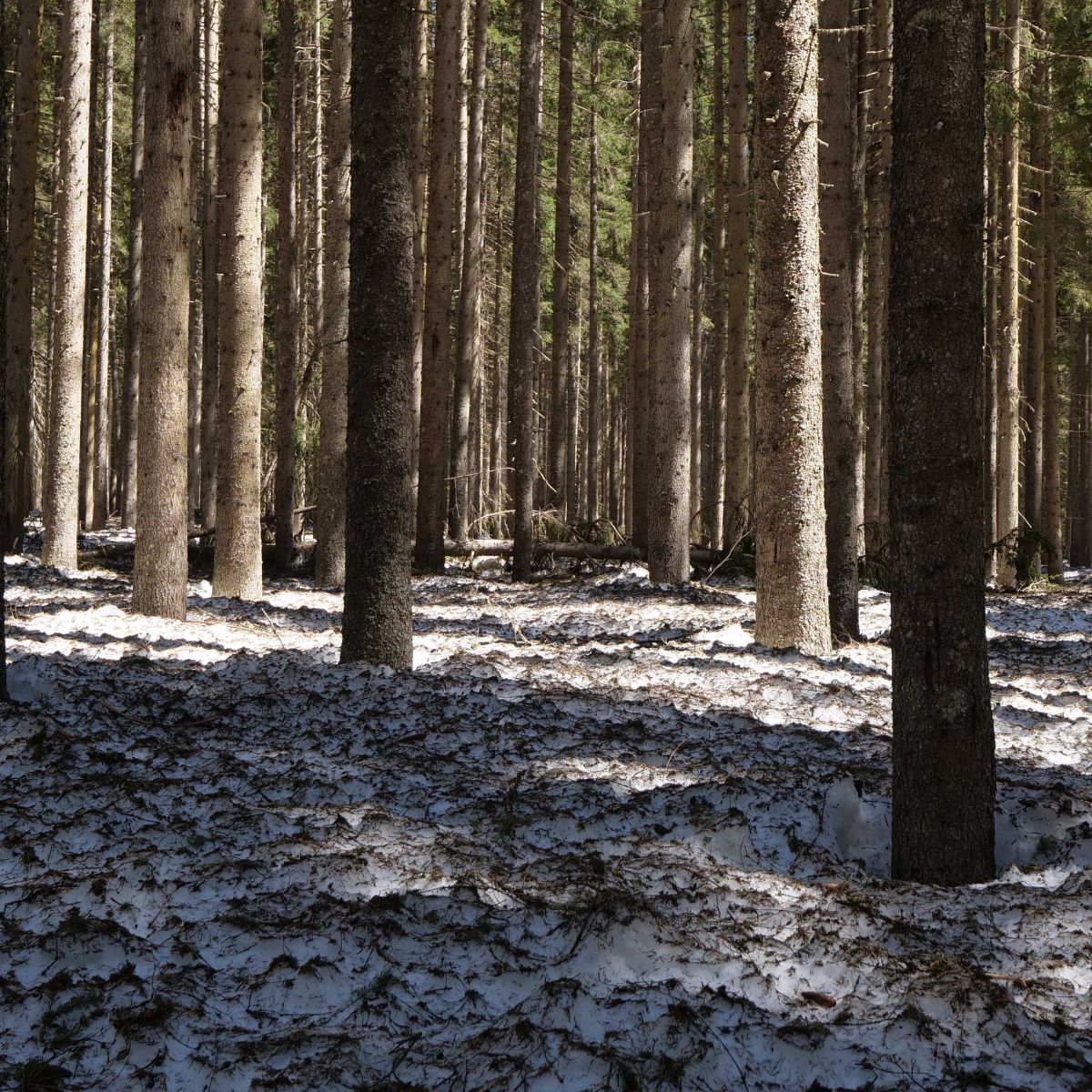 Euregio_bolzano_25_1200x1200