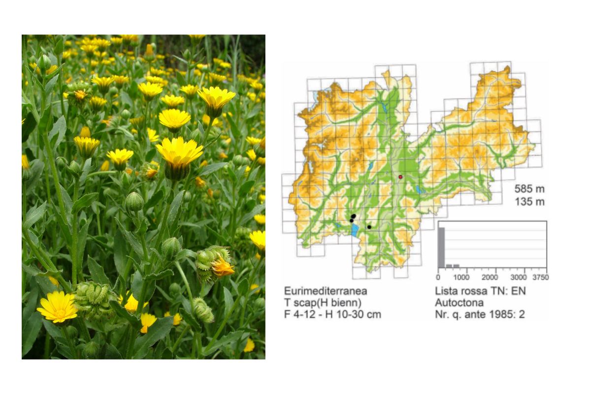 mappa calendula immagine