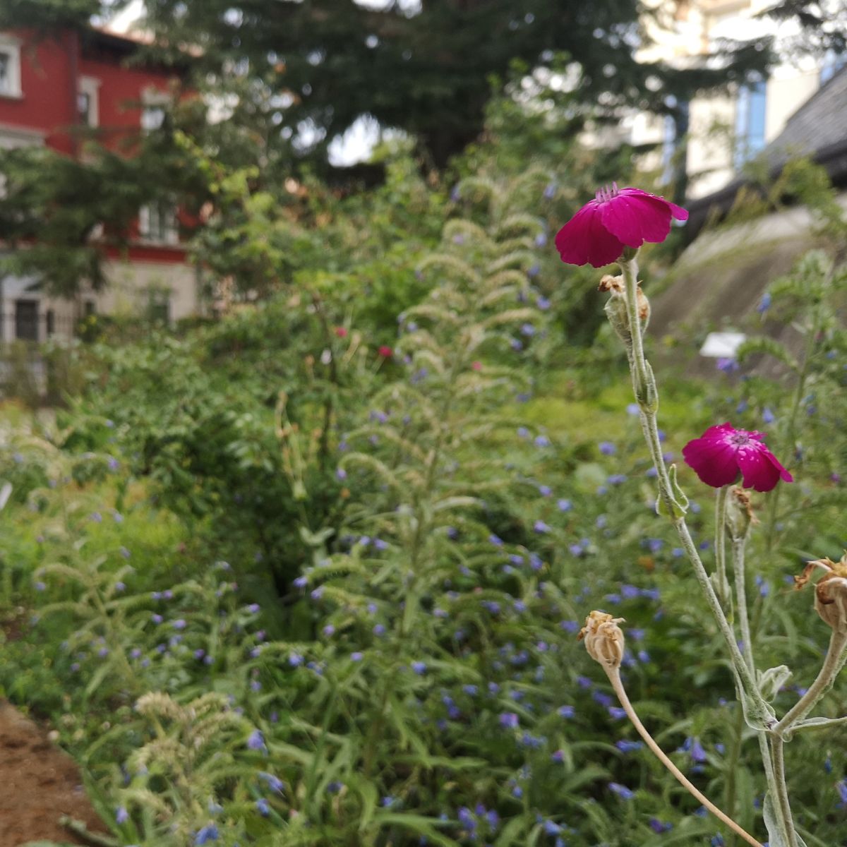 Questo sabato scopri…come rinasce un giardino