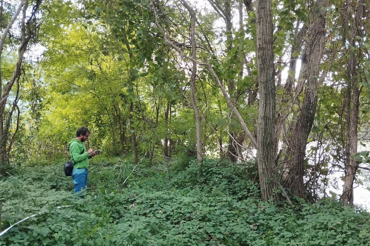 SB_I_boschi_lungo_il_fiume_Adige2